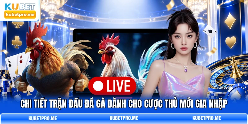 Chi tiết trận đấu đá gà dành cho cược thủ mới gia nhập